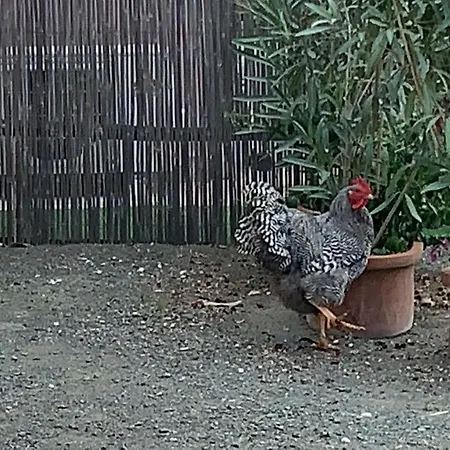 Fattoria Palazzeta - Pet & Family Friendly Ξενοδοχείο με διαμερίσματα Cecina (Livorno)